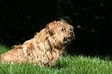 NORFOLK TERRIER 036